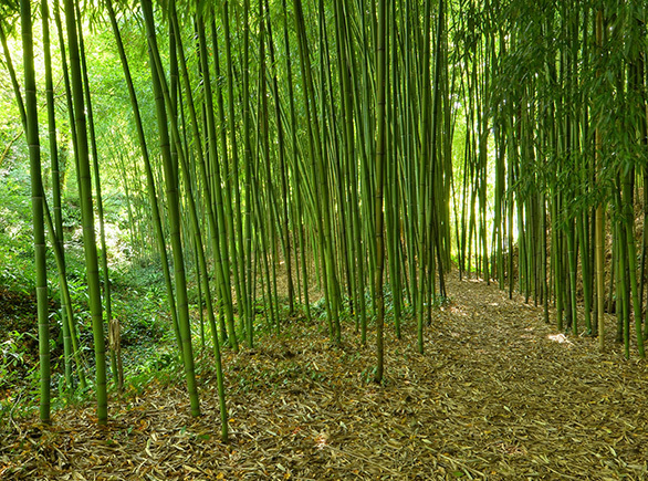 The Giant Bamboo Forest